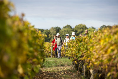 Hiking on the vineyards - C. CHIGOT