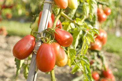 Tomatoes, Château of the Bourdaisière - S.FREMONT - ADT Touraine