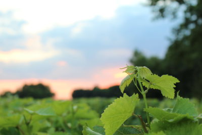 Vineyeards in Chancay - N.BRUERRE - OT Montlouis-Vouvray